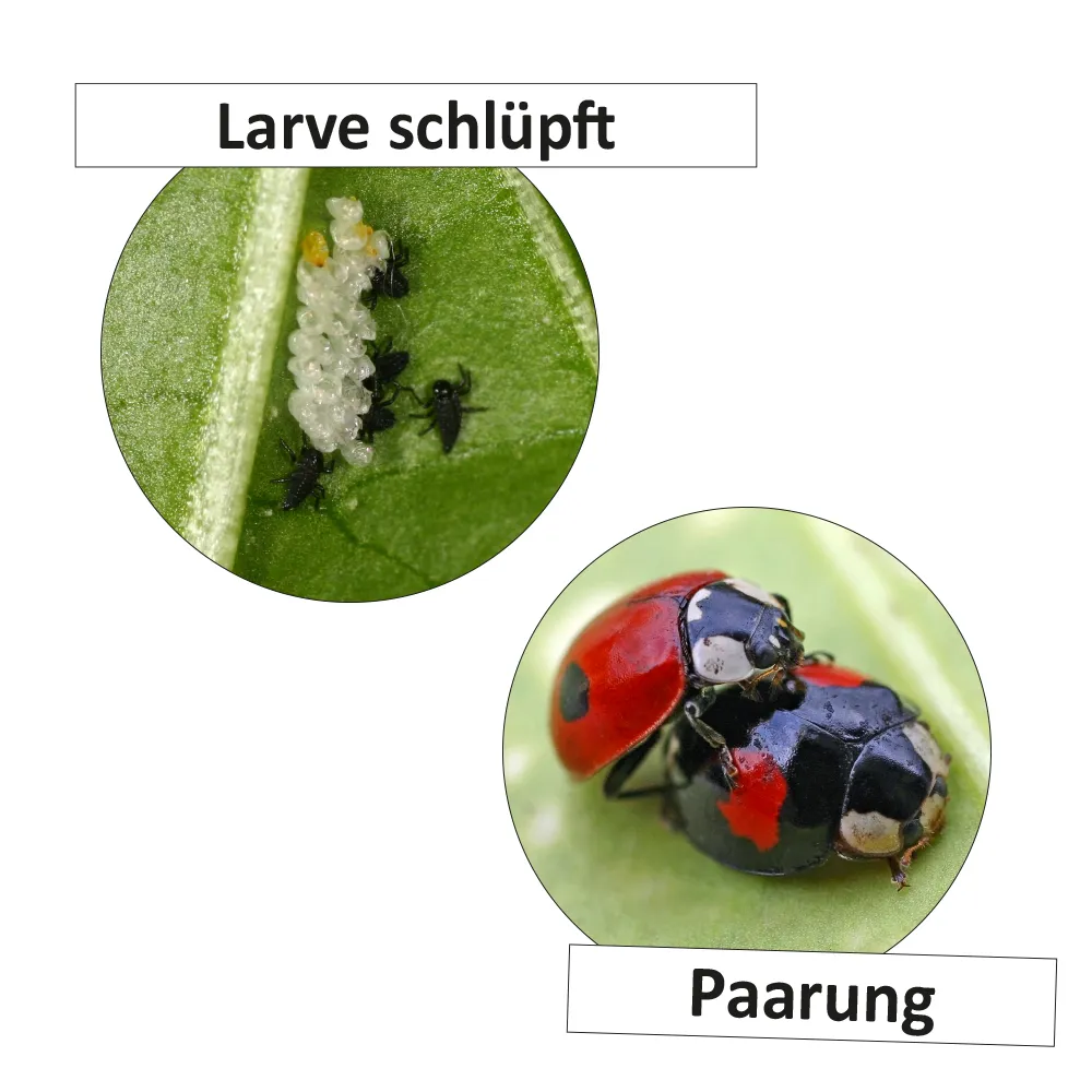 Hagemann Lebenszyklus Marienkäfer (magnetisch)