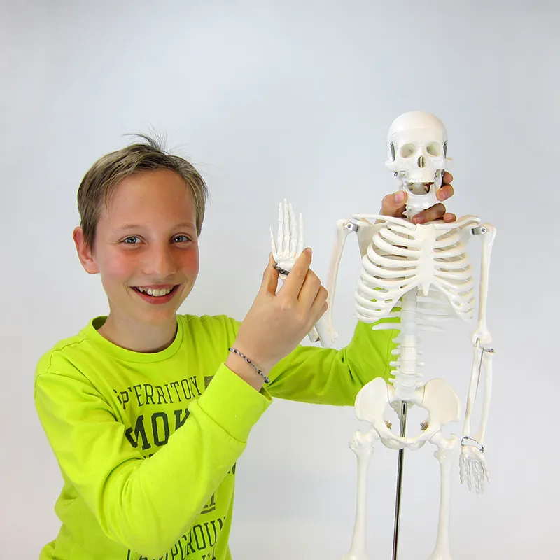 Skelett in halber natürlicher Größe
