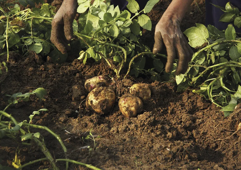 Hagemann Kartoffel Anzucht- und Beobachtungstopf