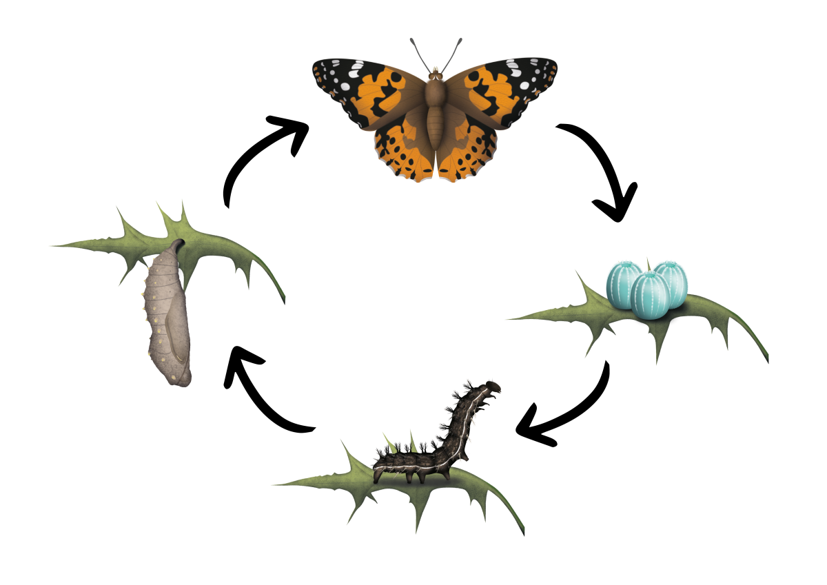 Lebenszyklus Distelfalter