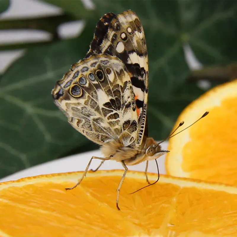 Hagemann Schmetterlings-Zuchtset, Starter (mit Gutschein, 5 Raupen)