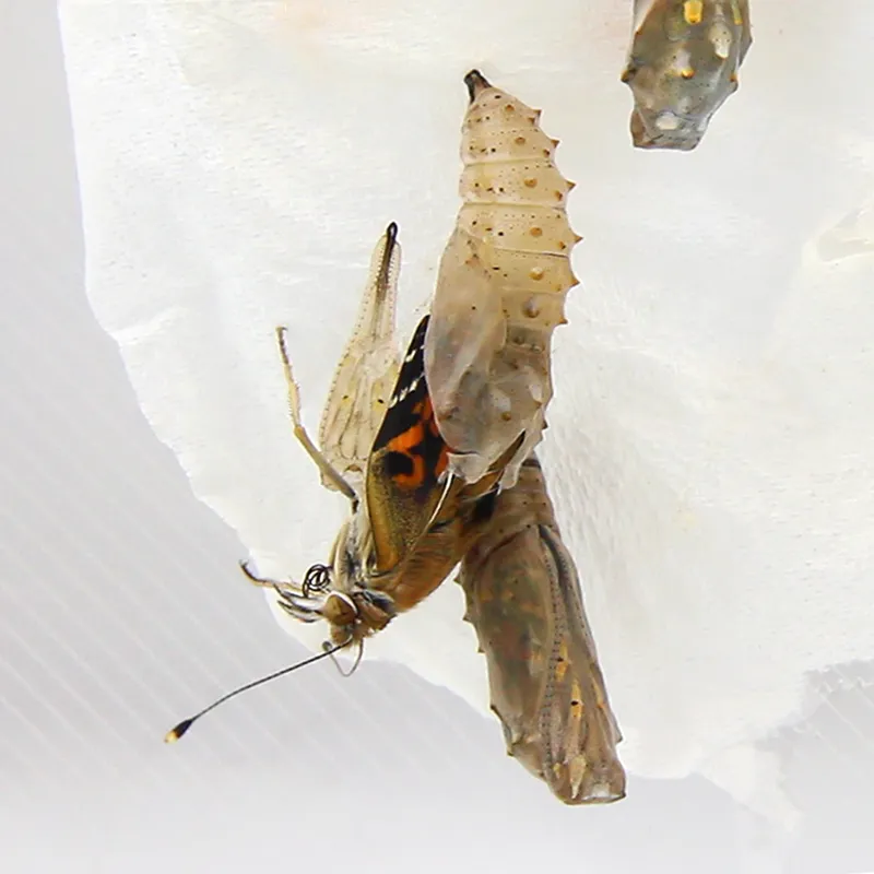 Hagemann Raupen für Schmetterlingszucht (5-7 Raupen)