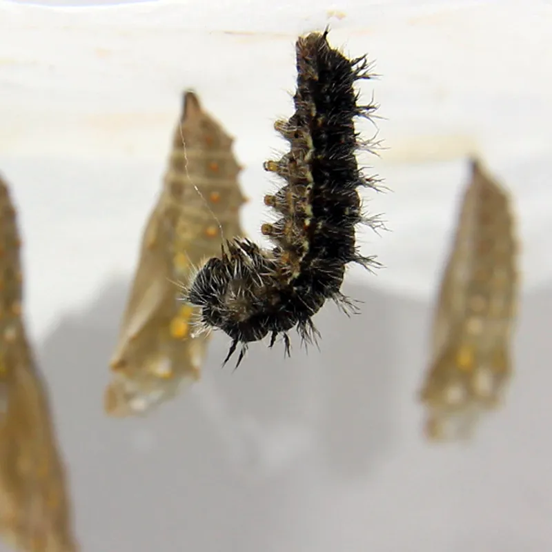 Hagemann Raupen für Klassenprojektset Schmetterlinge (30-35 Raupen)