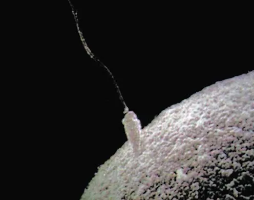 DVD-Lehrfilm Schlüssel zur genetischen Vielfalt - Meiose, Crossing-over, Mutationen