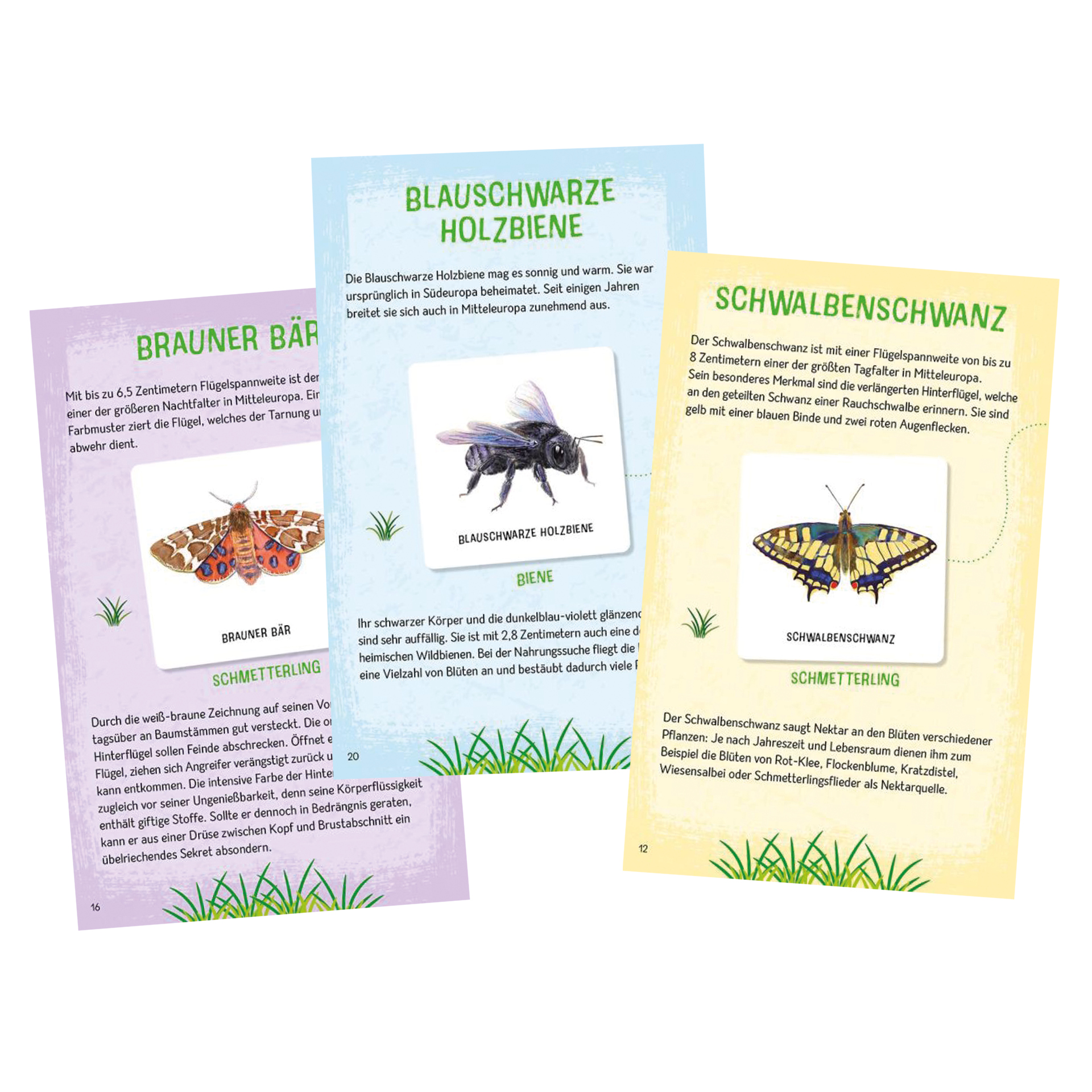 Das große Insekten Memo, 61-tlg.