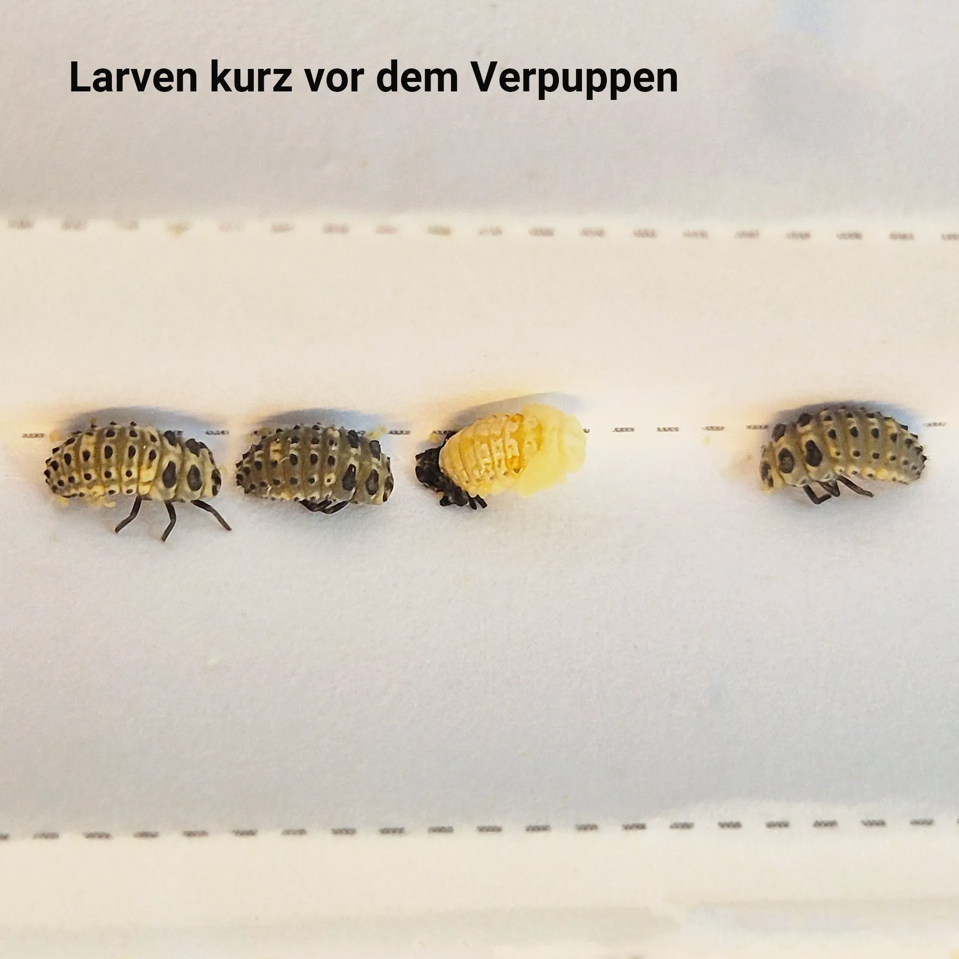 Hagemann Zuchtset Marienkäfer (10-15 Larven)