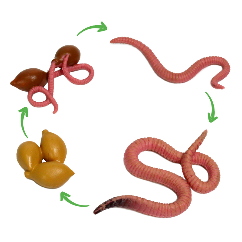 Hagemann Lebenszyklus-Modelle Regenwurm, 4-tlg.