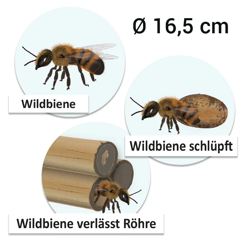 Hagemann Magnetbilder Lebenszyklus Wildbiene, 16-tlg.