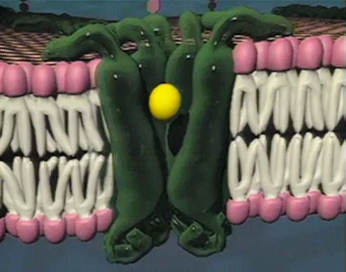 DVD-Lehrfilm "Grundlagen der Zytologie"