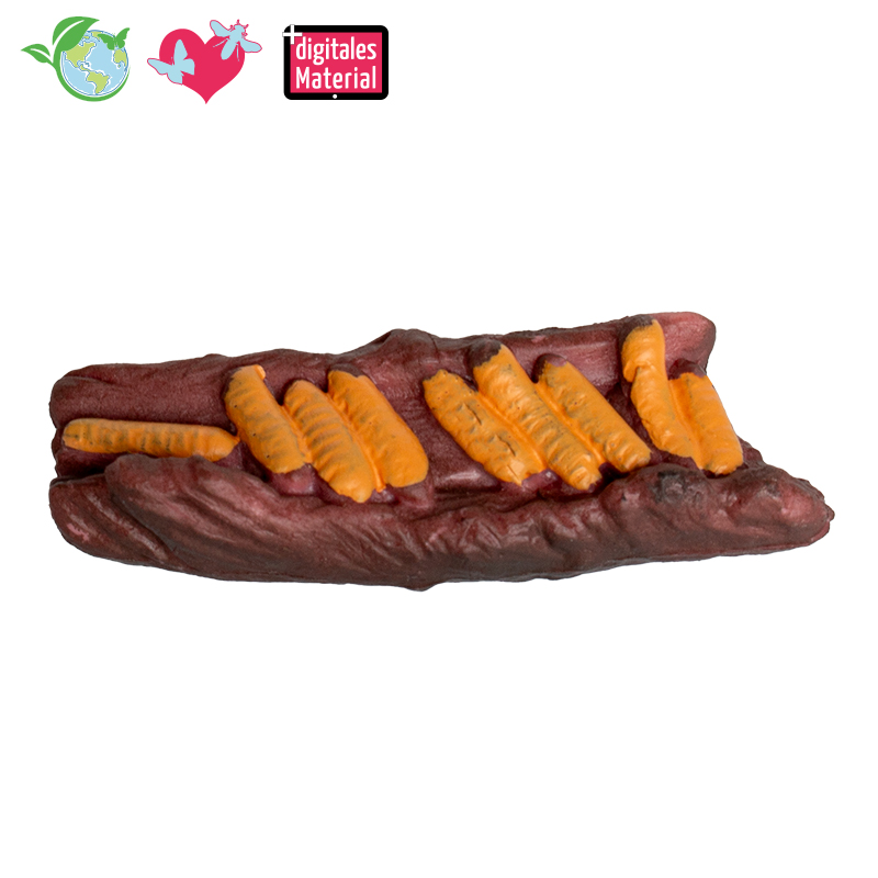 Hagemann Lebenszyklusmodell Heuschrecke (Modelle, 4-tlg.)