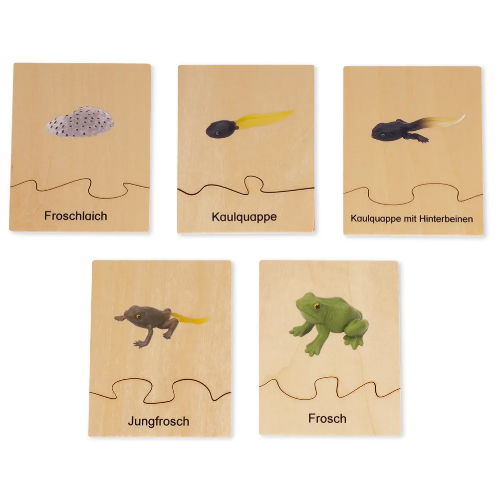 TimeTEX Lebenszyklus eines Frosches, in Holzbox "Montessori Premium"