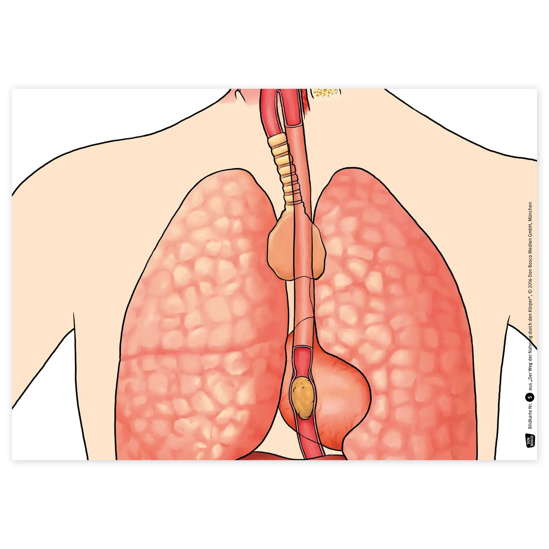 Bildergeschichten-Karten "Der Weg der Nahrung durch den Körper", 12-tlg.