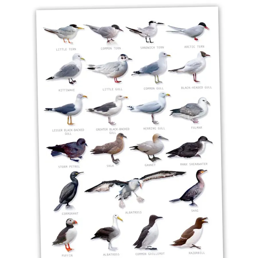 Hagemann Bestimmungstafel Seevögel