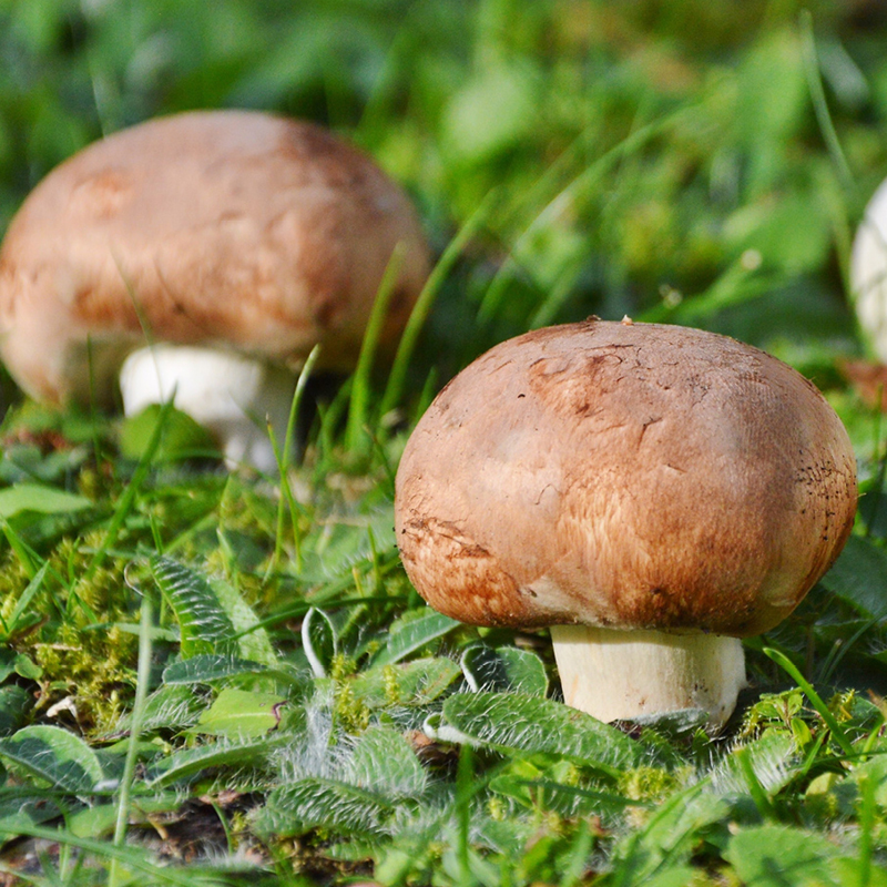 Hagemann Pilz-Zuchtset Champignon (braun)