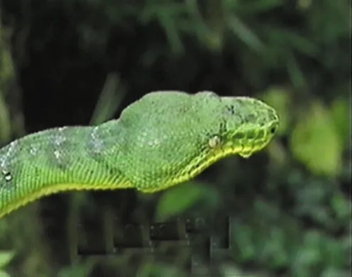 DVD-Lehrfilm Reptilien