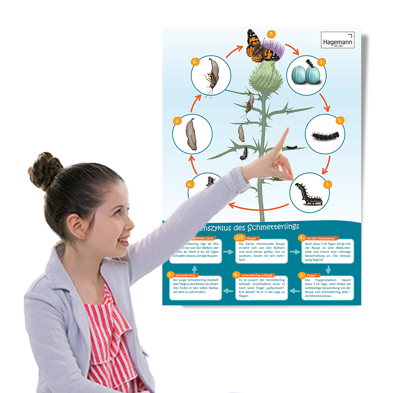 Lebenszyklus-Poster Schmetterling