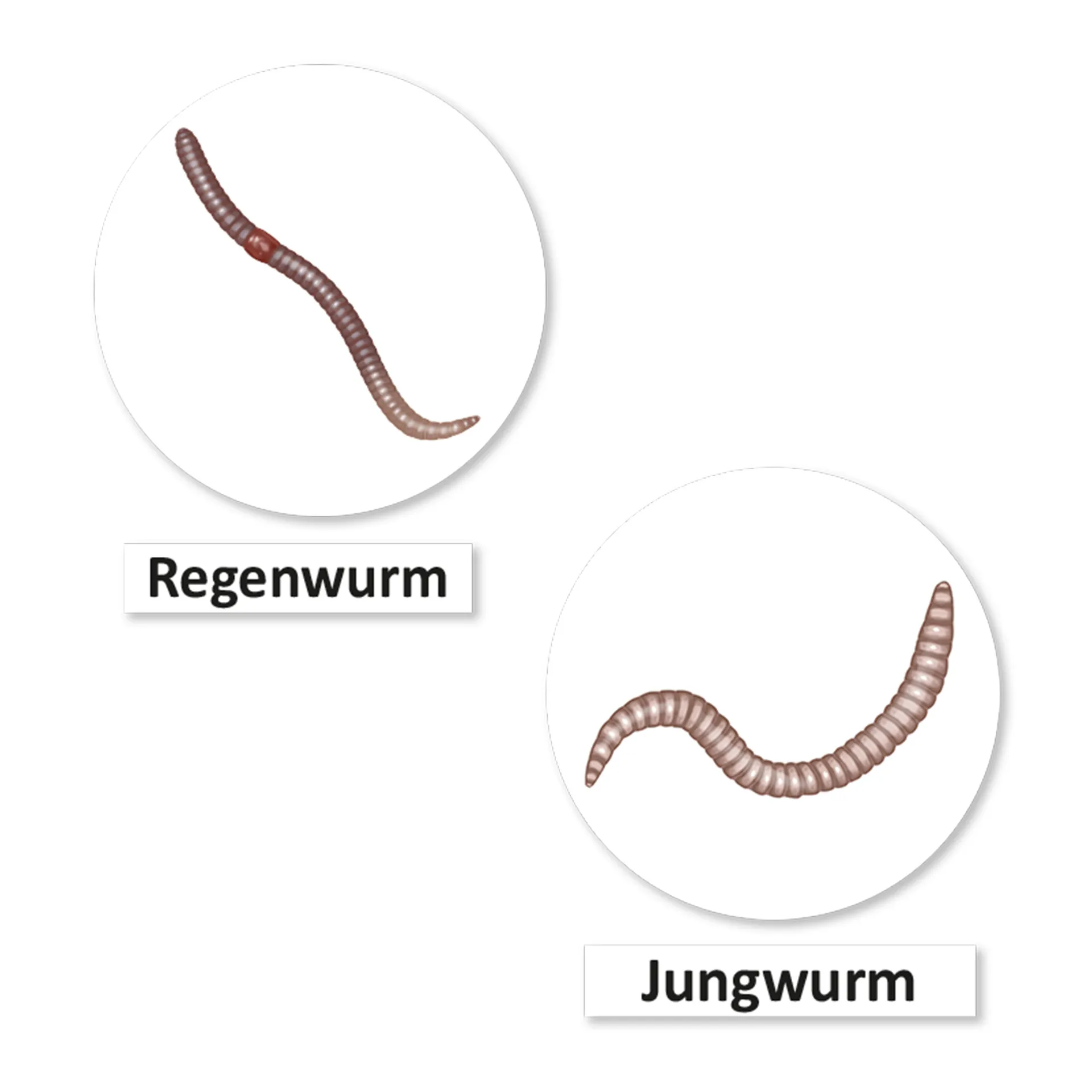 Hagemann Magnetbilder Leben und Lebenszyklus des Regenwurms