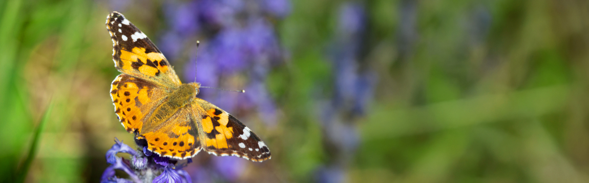 Hagemann_slider_1150_357_schmetterlinge02