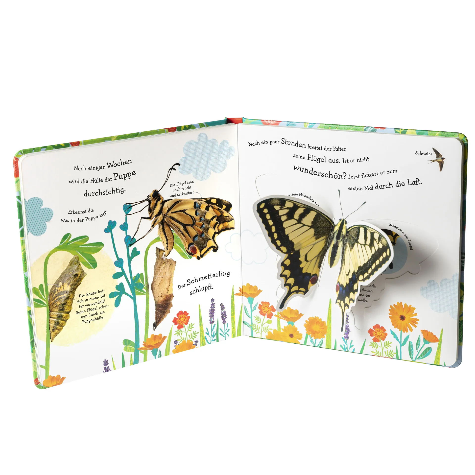 Wie wird die Raupe zum Schmetterling?