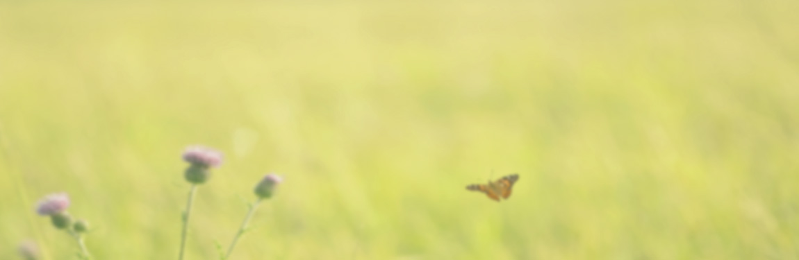 Hagemann_Banner_Hero_Schmetterlinge9