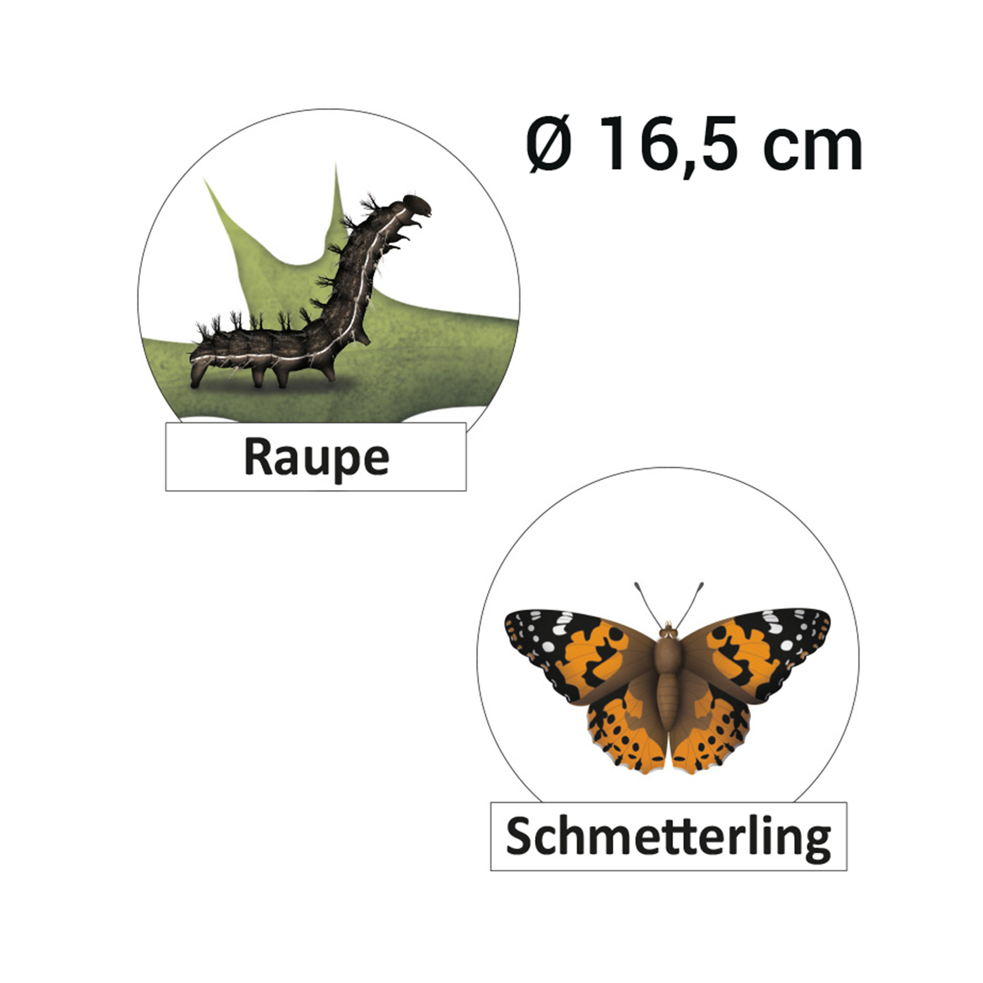 Hagemann Lebenszyklus Schmetterling (magnetisch)