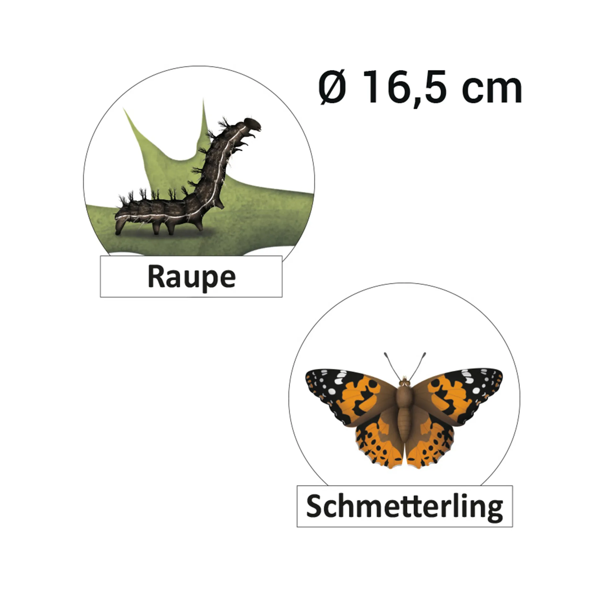 Hagemann Lebenszyklus Schmetterling (magnetisch)