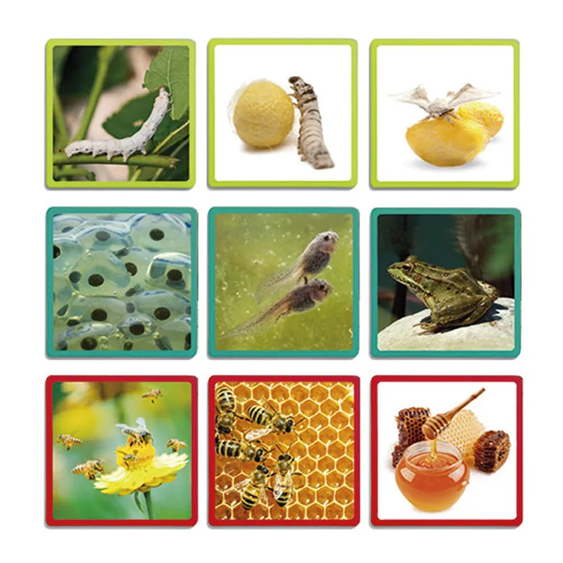 Riesen-Lebenszyklen Mensch, Tiere & Pflanze