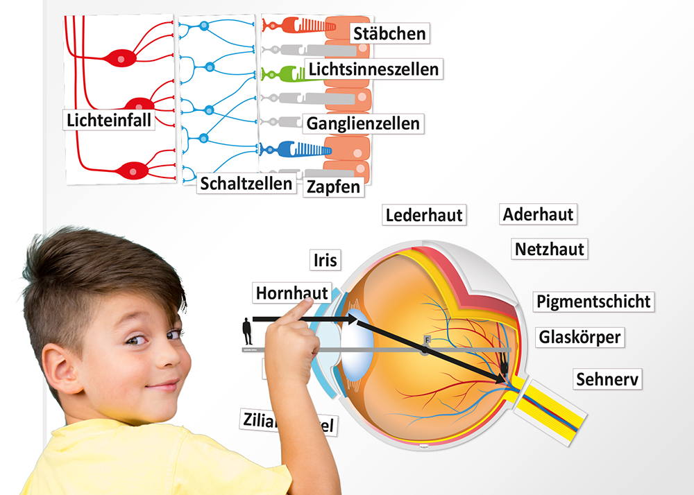 Auge und Sehvorgang (magnetisch)