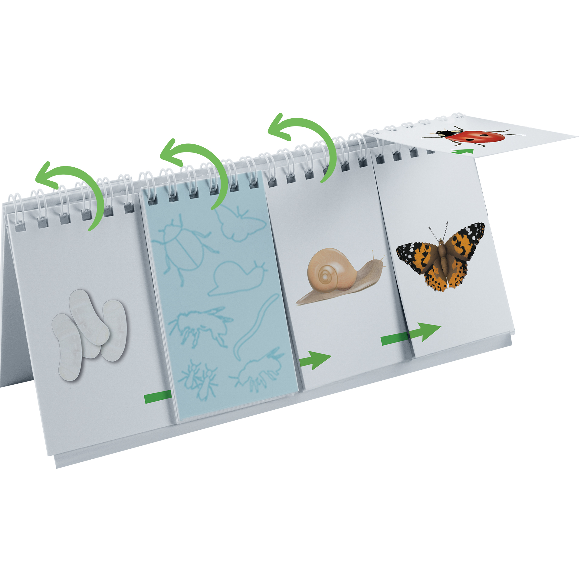 Hagemann Flipchart-Spiel Lebenszyklus Schmetterlinge, Bienen & Co