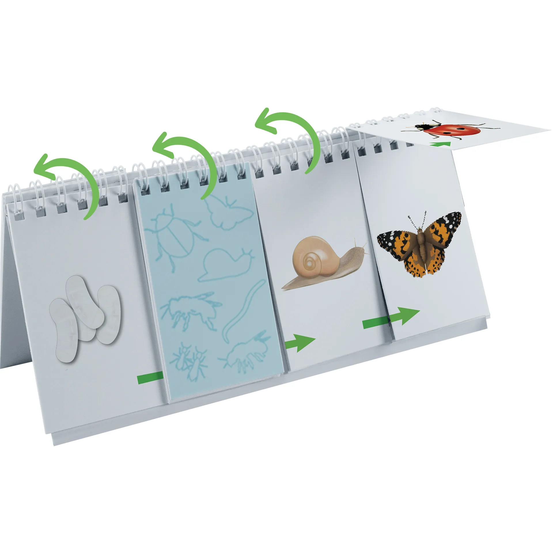 Hagemann Flipchart-Spiel Lebenszyklus Schmetterlinge, Bienen & Co
