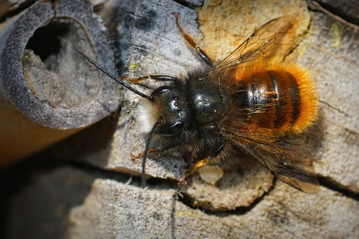 Hagemann_banner_wildbiene1_quer