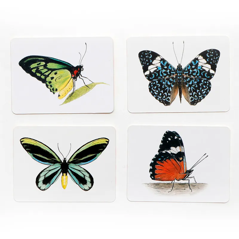 Schmetterlinge und ihre Flügel – Ein Memo-Spiel