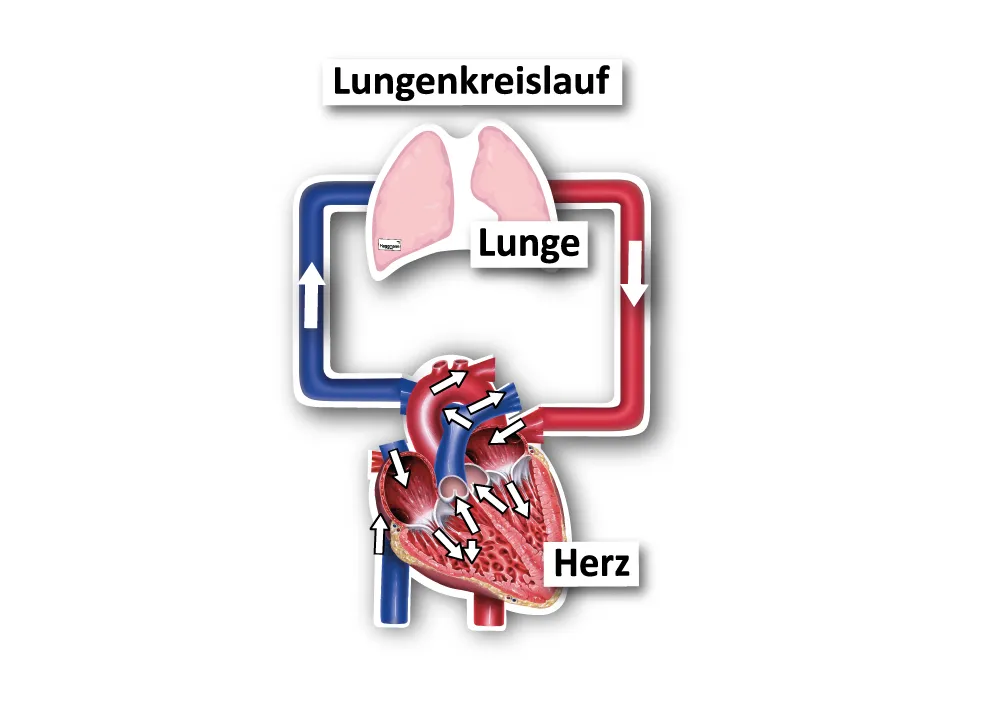 Hagemann Magnetbilder Der kleine und große Blutkreislauf, 40-tlg.