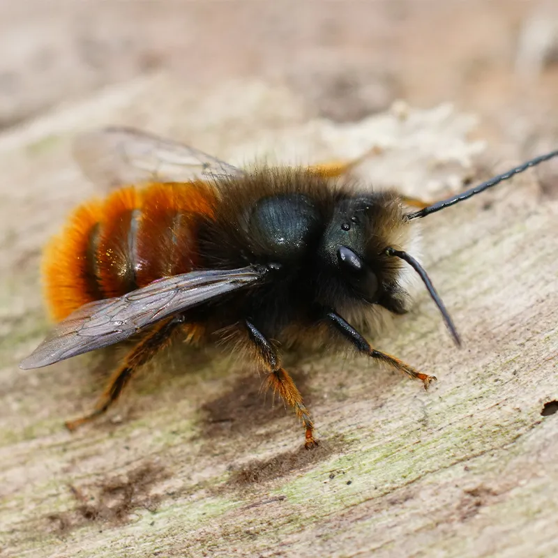 Hagemann Zuchtset Wildbienen zum Aufklappen, Rote Mauerbiene (mit Gutschein, 25 Kokons)