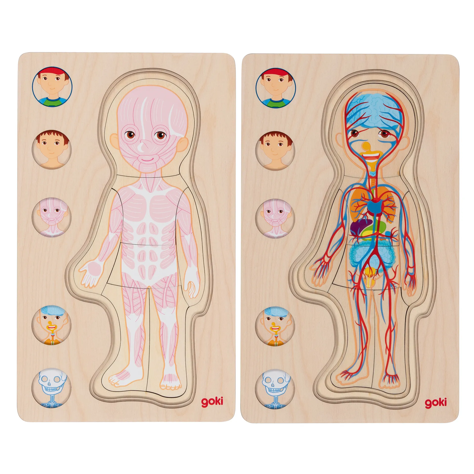 Schichtenpuzzle Anatomie Junge