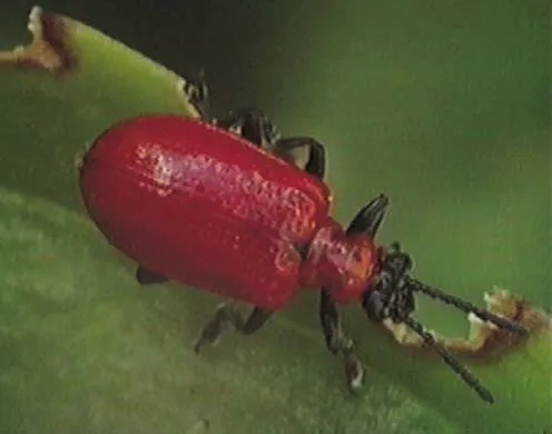 DVD-Lehrfilm Systematik der Lebewesen