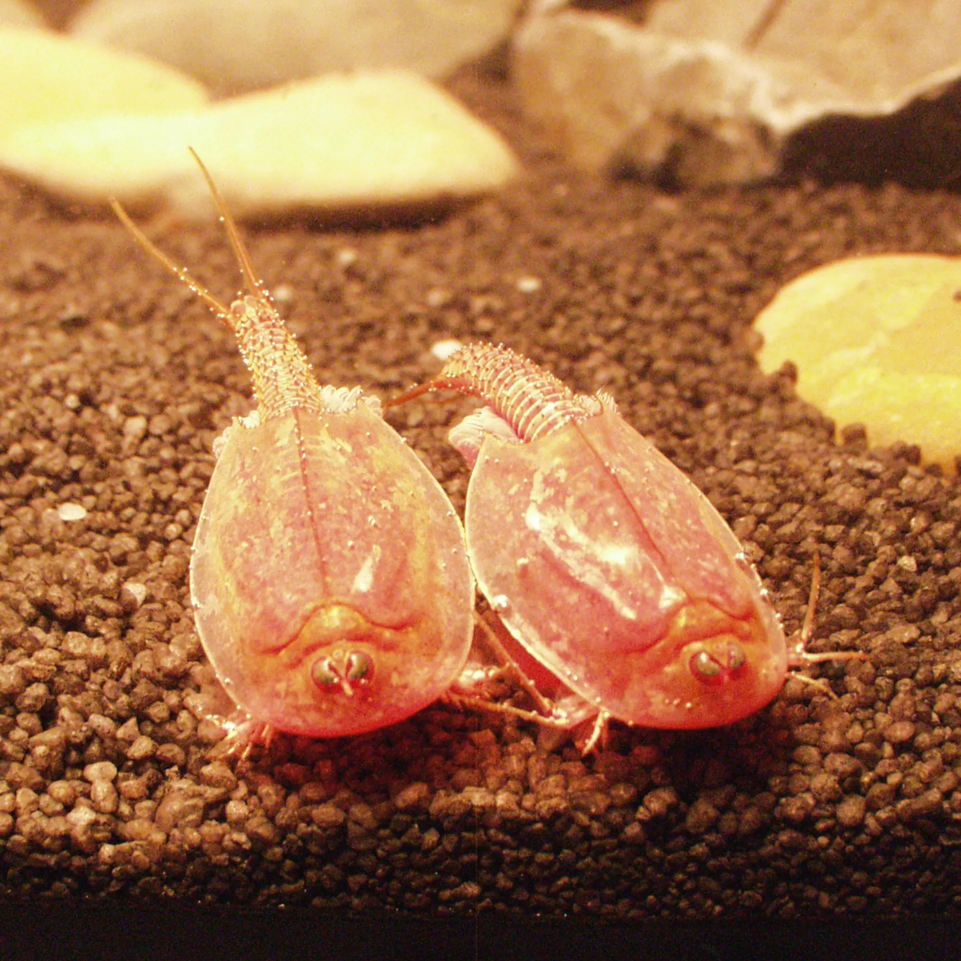 Hagemann Zuchtset Triops
