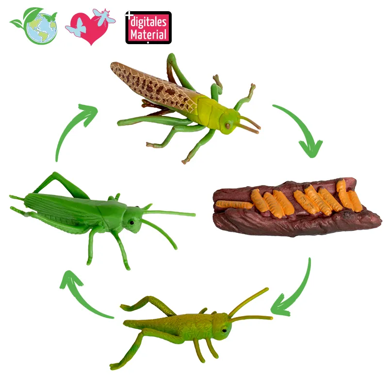 Hagemann Lebenszyklusmodell Heuschrecke (Modelle, 4-tlg.)