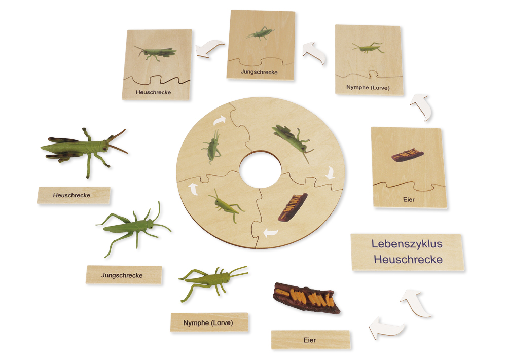 TimeTEX Lebenszyklus einer Heuschrecke, in Holzbox "Montessori Premium"