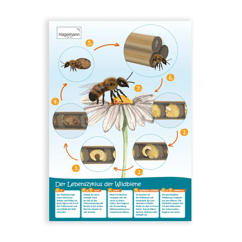 Sparset Bienenposter, 3-tlg.