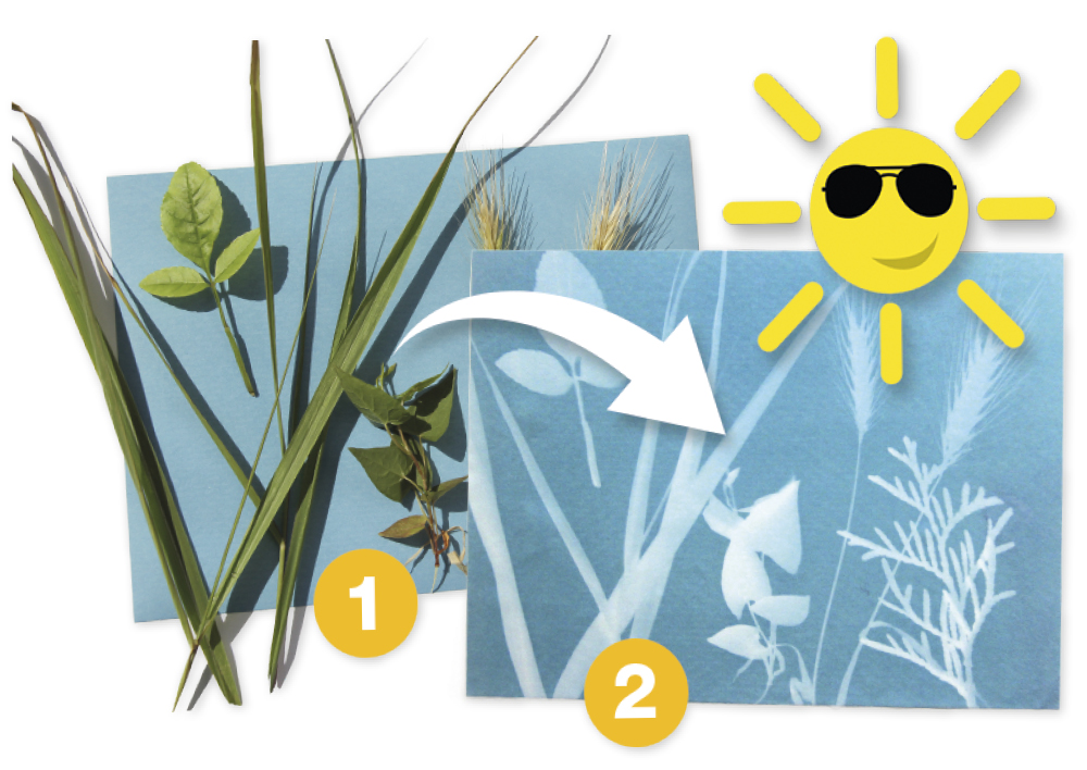 Foto-Solarpapier mit Fixierscheibe (40 Blatt 17,8 x 12,7 cm)
