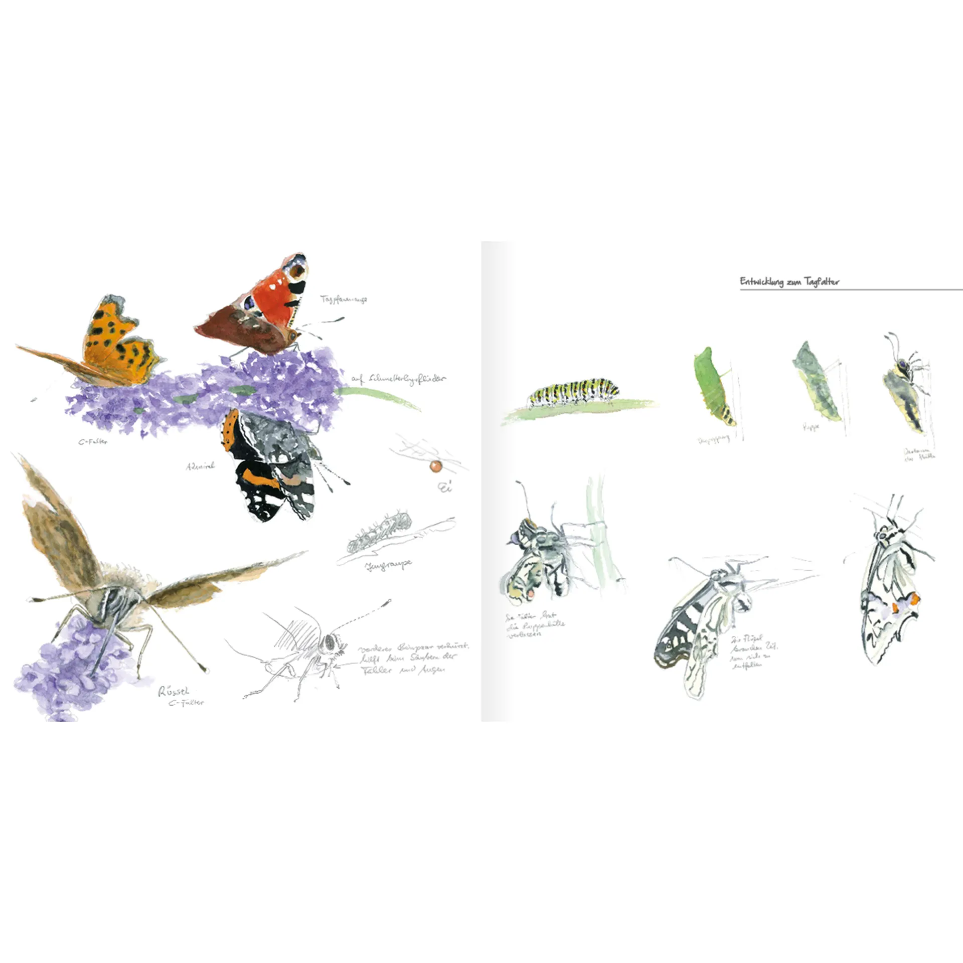Bezaubernde Schmetterlinge, Mal- und Zeichenbuch 