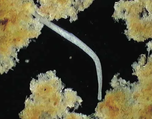 DVD-Lehrfilm Protozoen - Aus der Welt der Einzeller