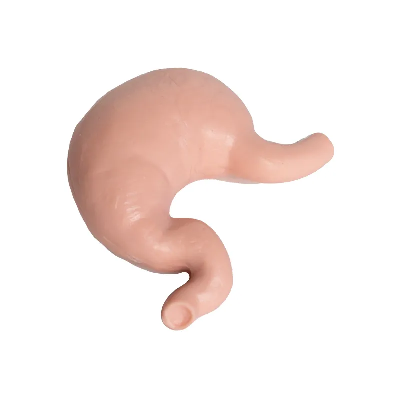 Hagemann Organe des Menschen (Modelle), 8-tlg.