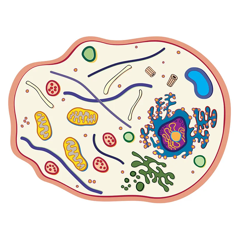 Tierische Zelle, Stapelmodell