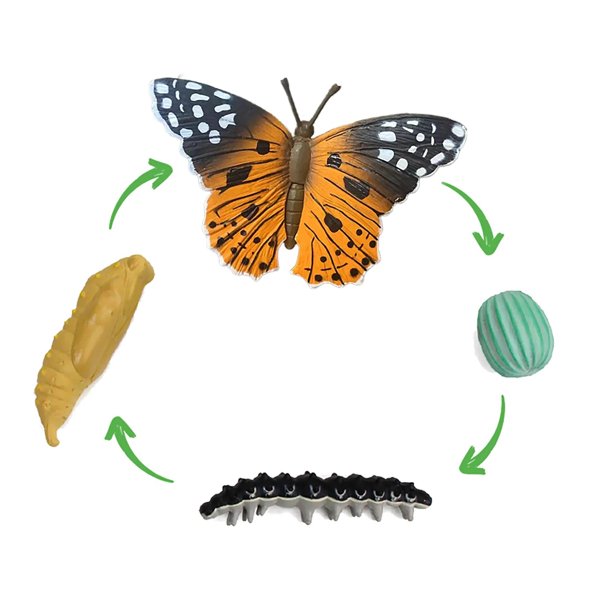 Lebenszyklus des Distelfalters (Modelle)