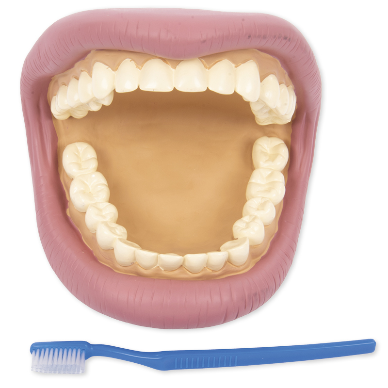 Zahnhygienemodell, groß