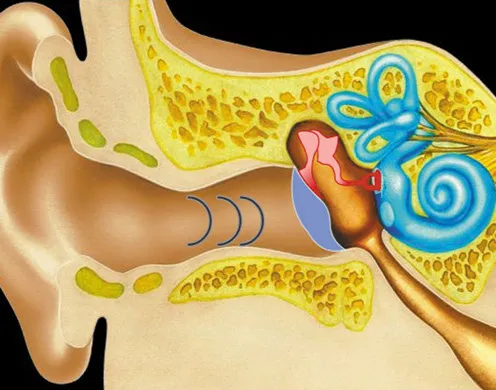 DVD-Lehrfilm "Der Mensch: Sinnesorgan Ohr"