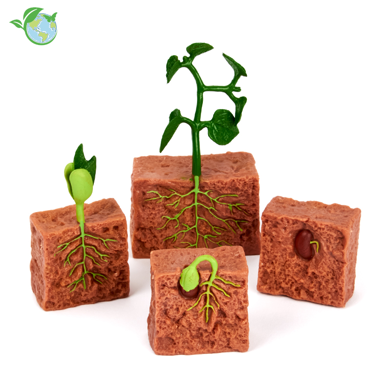 Lebenszyklus-Modelle der Bohnenpflanze (4-tlg.)