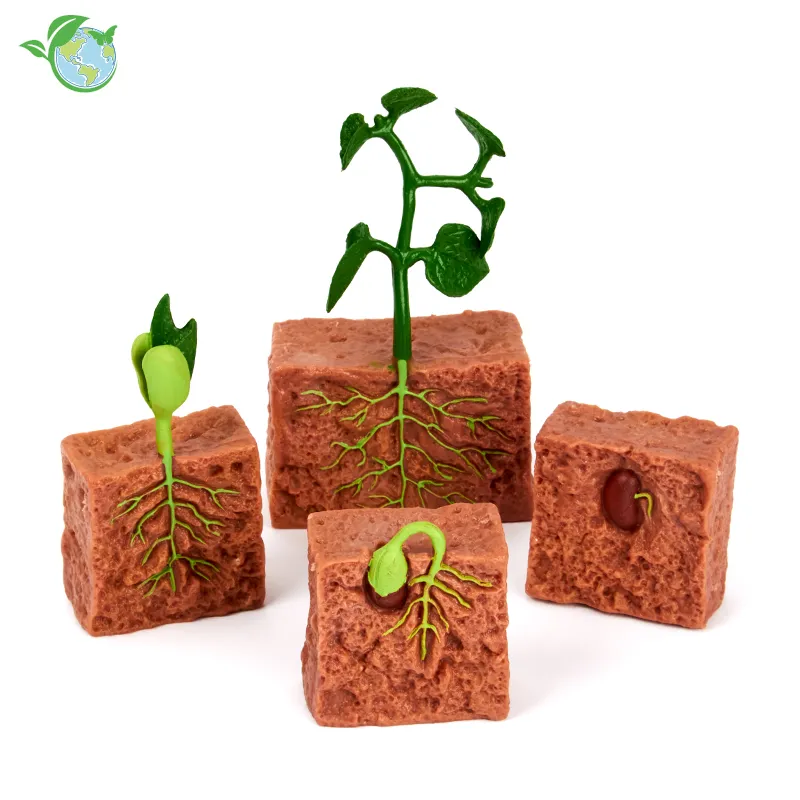 Lebenszyklus-Modelle der Bohnenpflanze (4-tlg.)